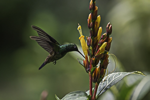 Copper-rumped Hummingbird, Asa Wright Nature Center, Trinida